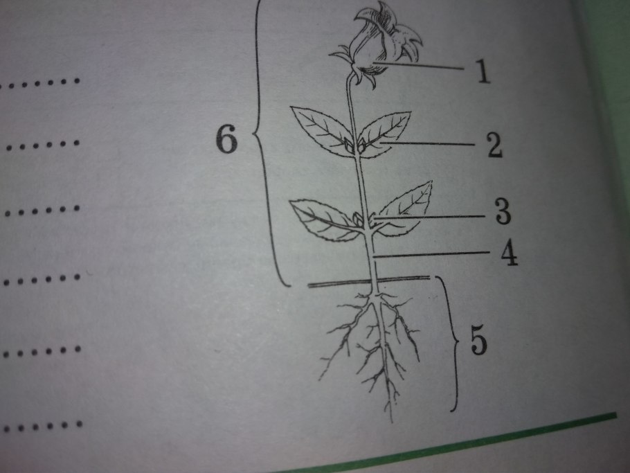 Тематический словарь в картинках