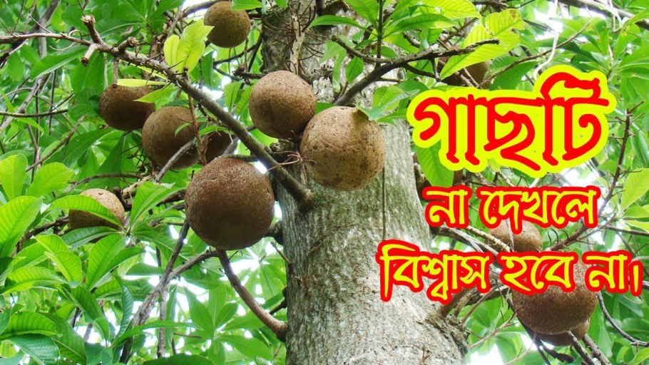 Bertholletia Excelsa "бразильские орехи"