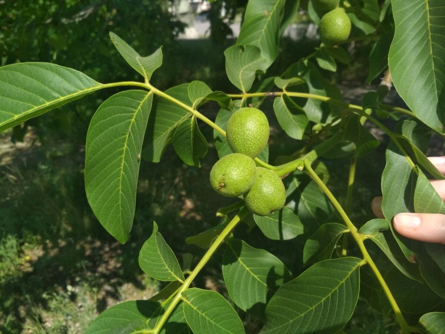 Грецкий орех зеленый