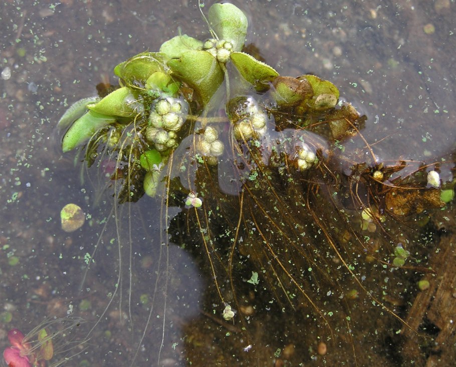 Сальвиния плавающая Salvinia Natans (l.) all. 2