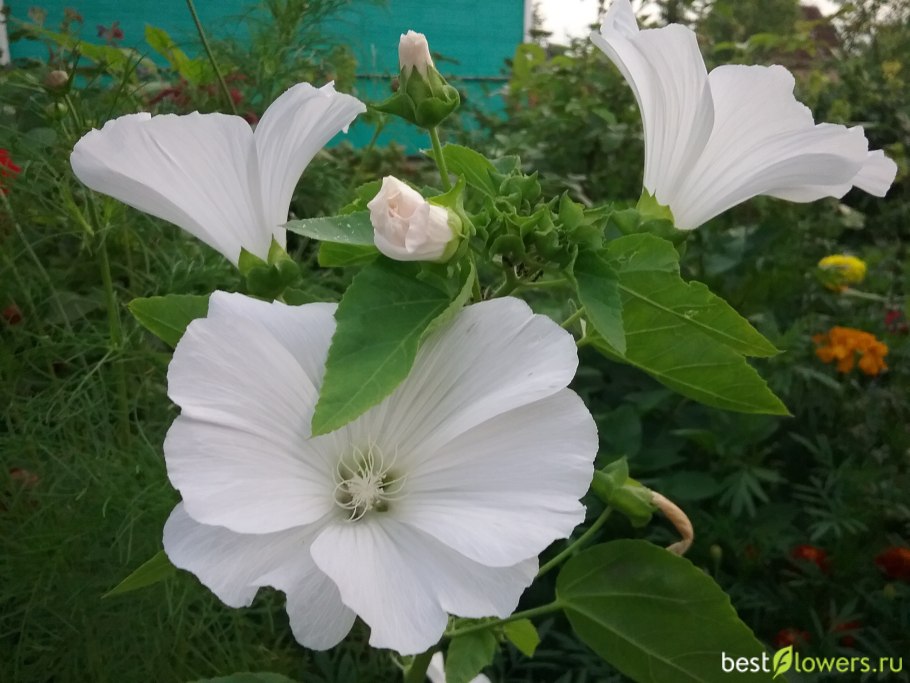 Петуния и лаватера