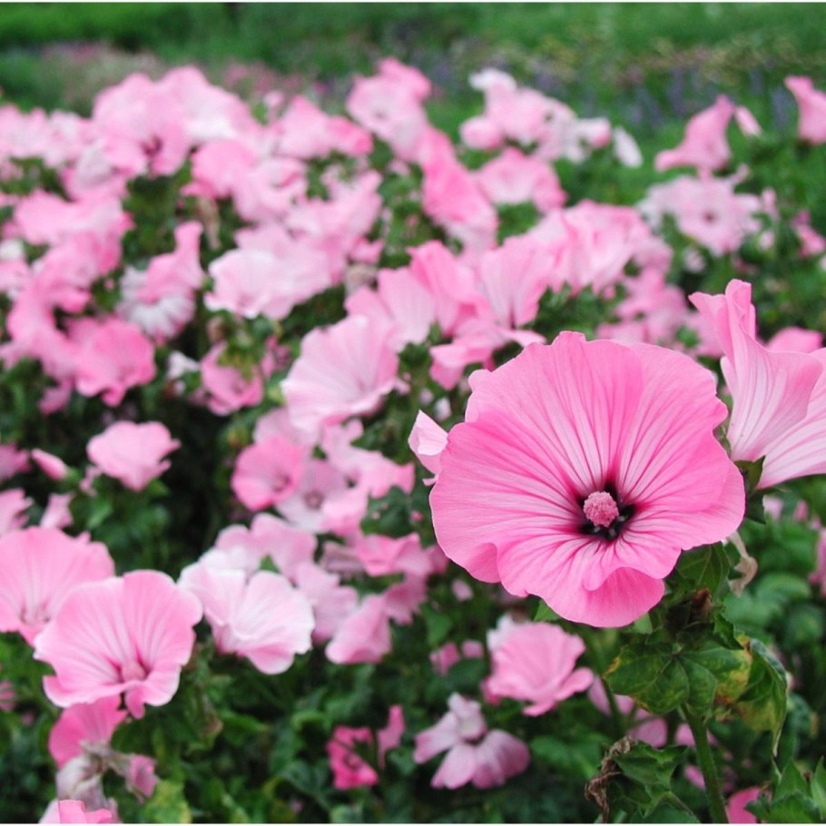 Лаватера новелла