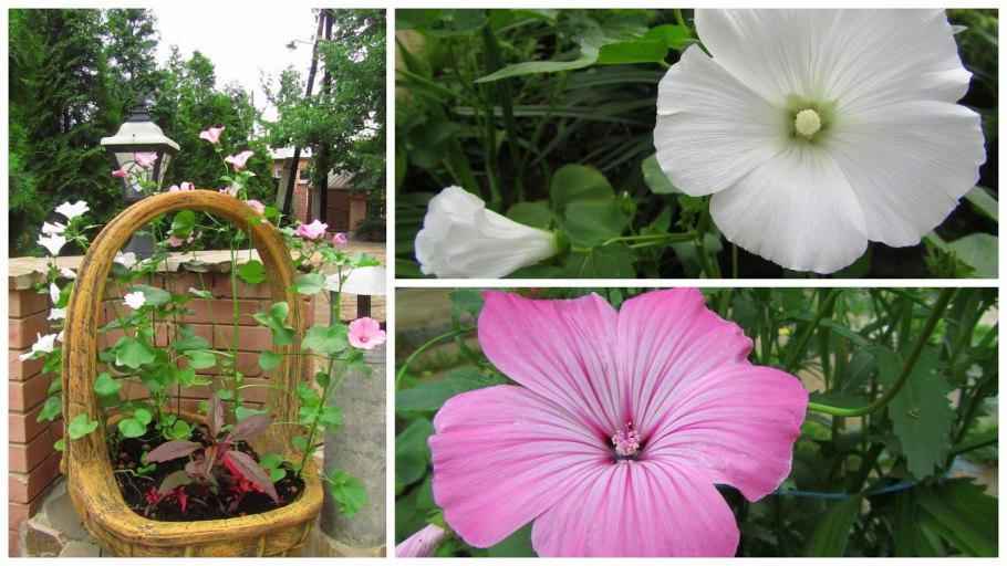 Гавриш лаватера Рубин