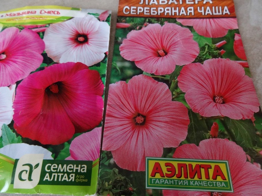 Лаватера тюрингенская многолетняя