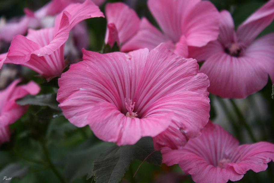 Лаватера Сильвер кап