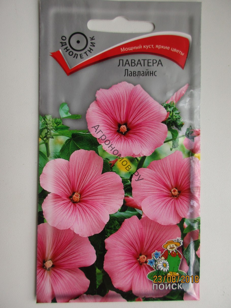 Мальва лаватера