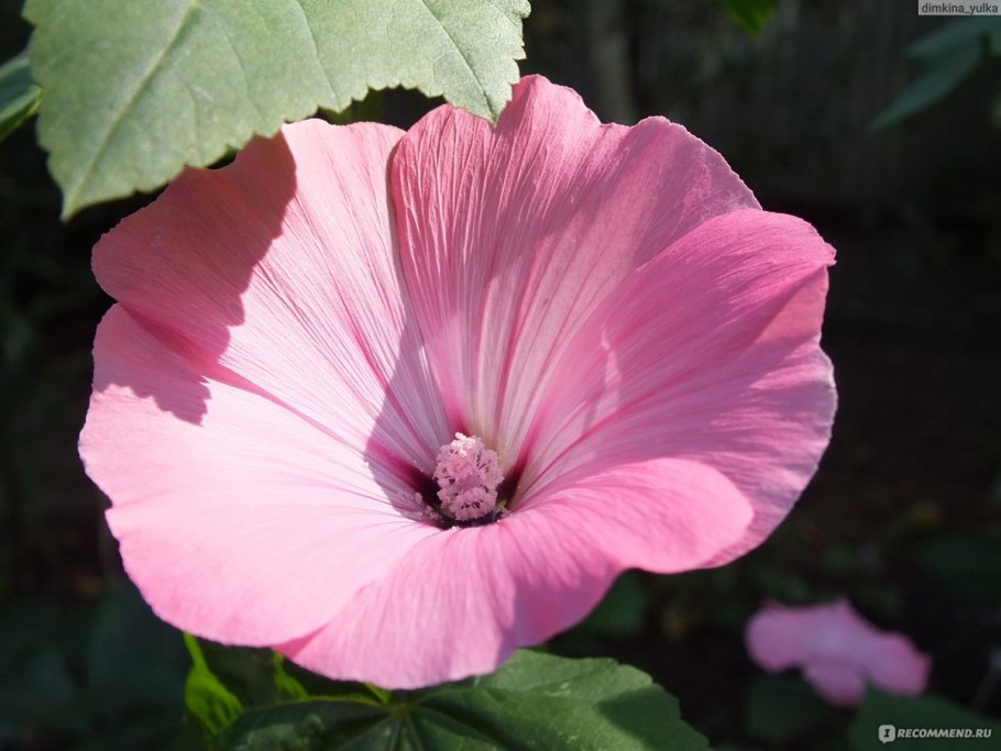 Мальва низкорослая