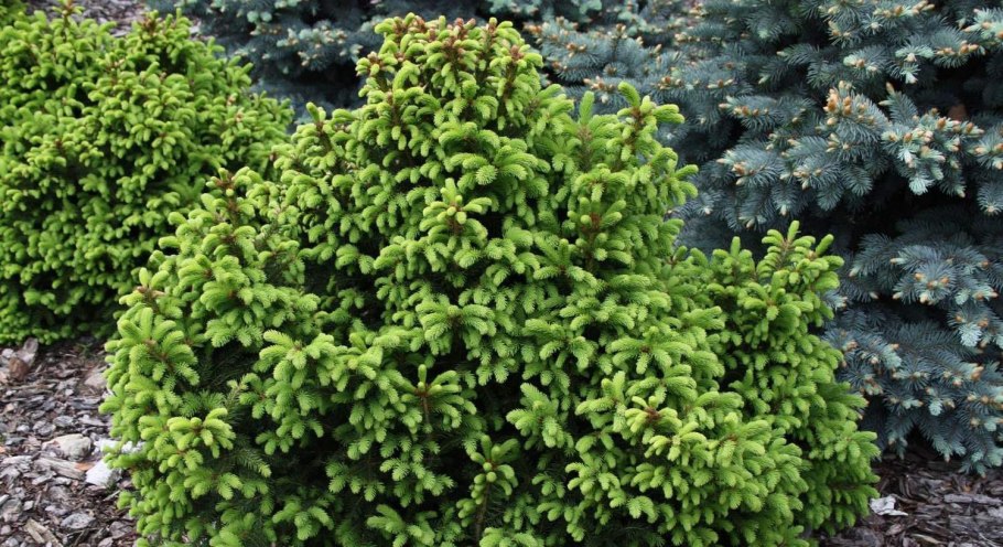 Ель Abies Ohlendorffii