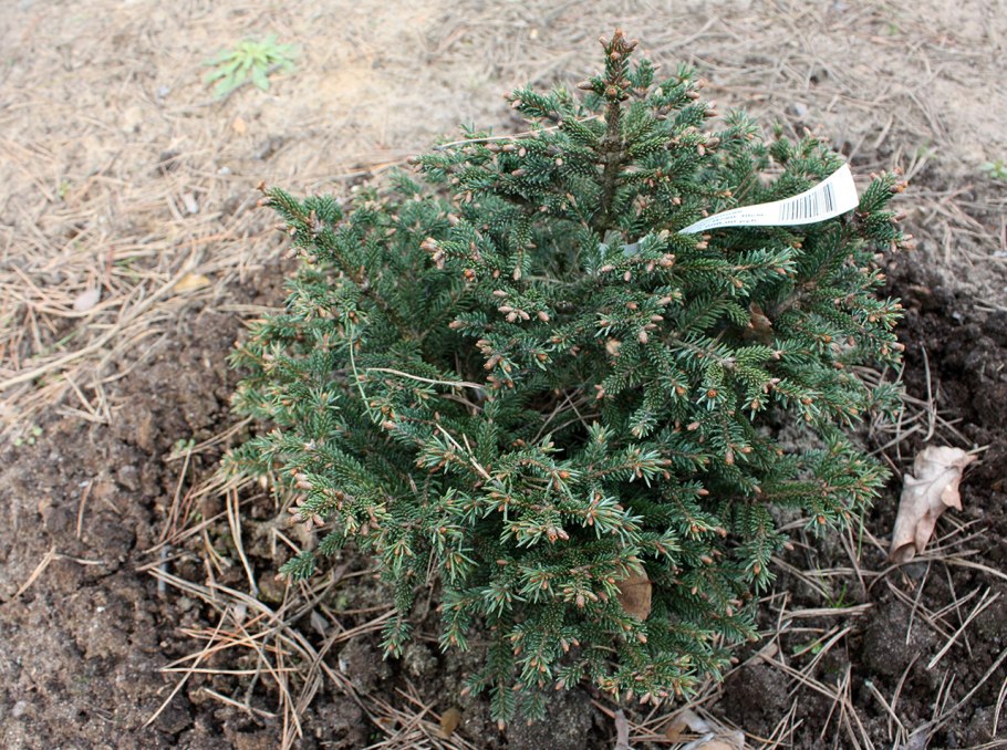 Picea a. 'Ohlendorffii'