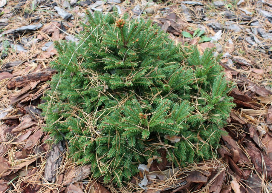 Ель обыкновенная Ohlendorffii