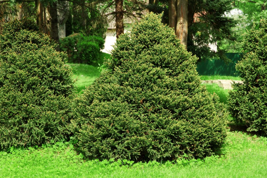 Ель обыкновенная (европейская) – Picea Abies