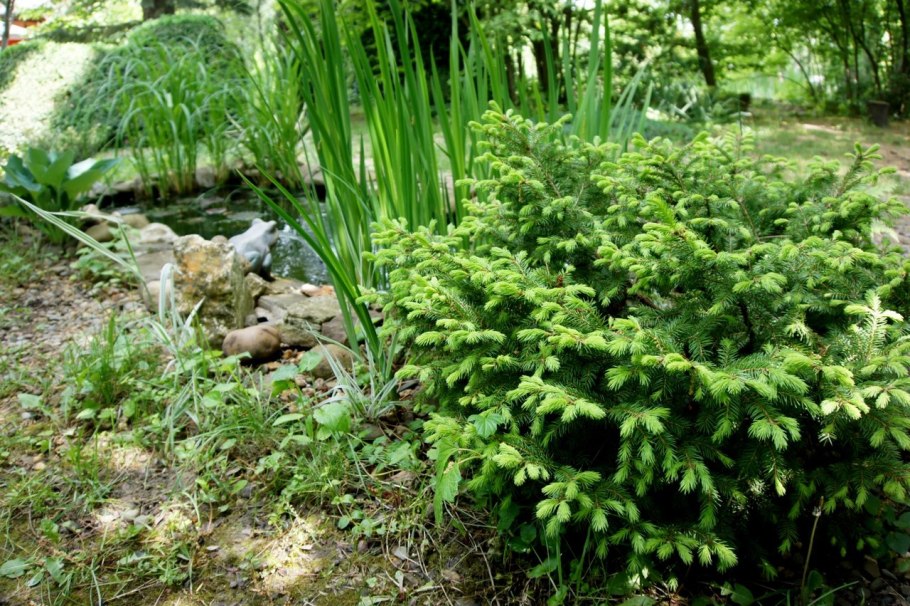 Ель европейская Нидиформис