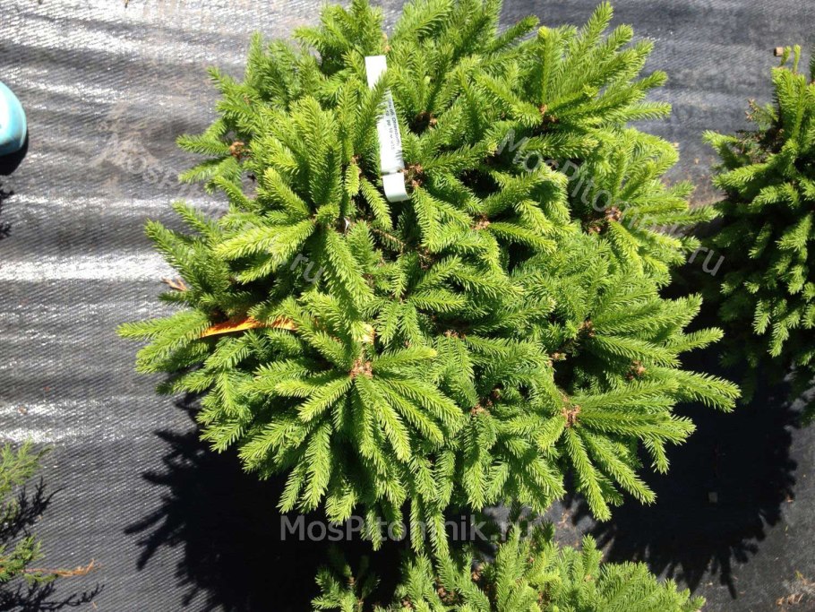 Ель обыкновенная Барри "Barryi"