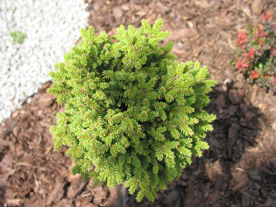 Ель канадская Томпа