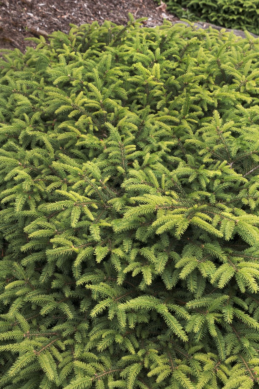 Ель обыкновенная Барри Picea Abies Barryi