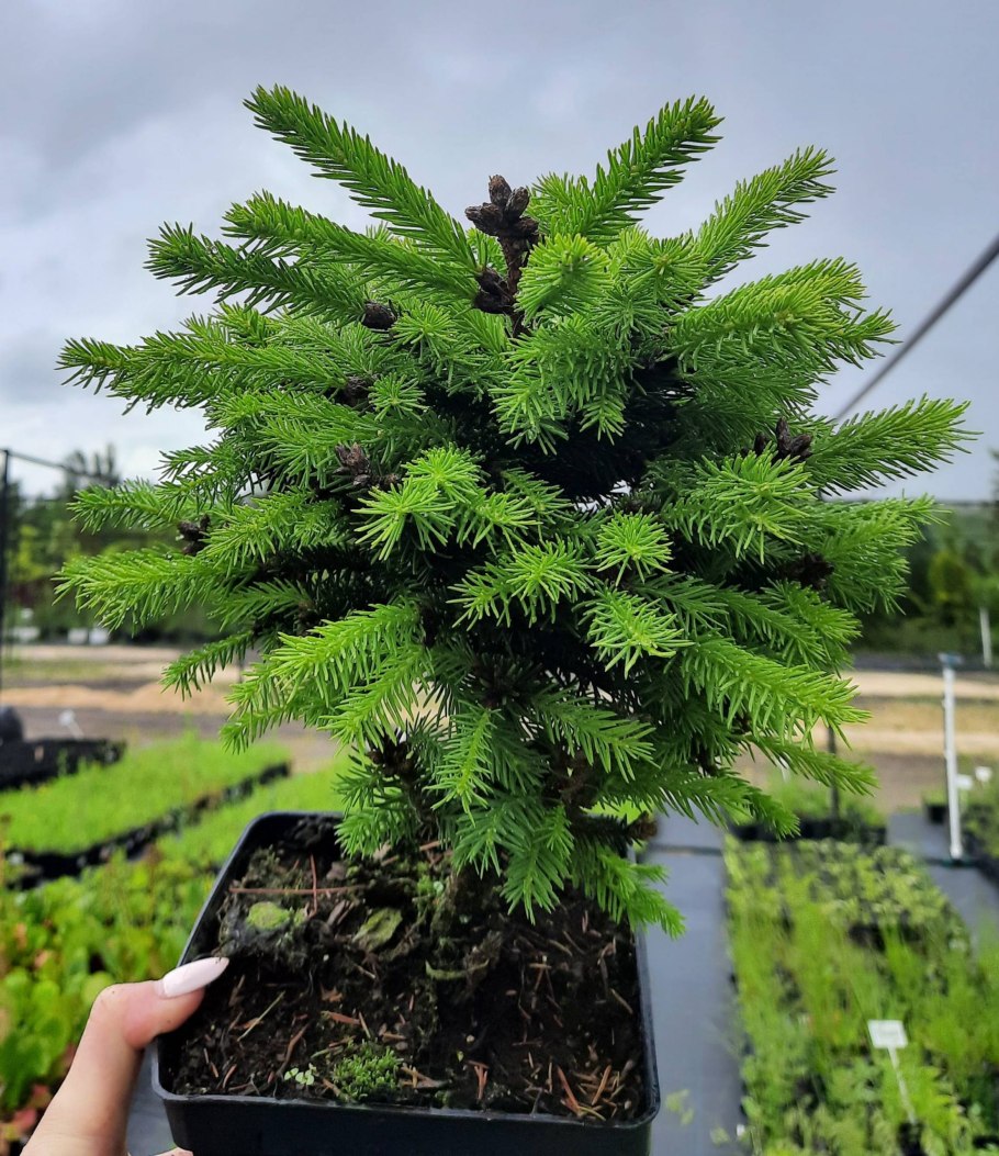 Picea omorika swierk