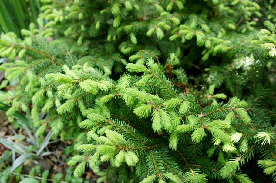 Ель Оморика Карел