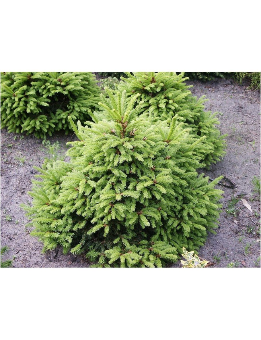 Ель обыкновенная Барри "Barryi"
