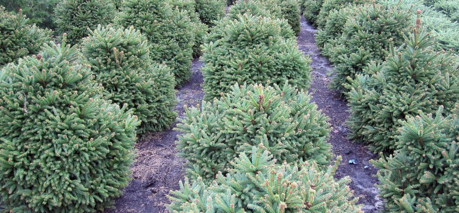 Ель обыкновенная Олендорфи