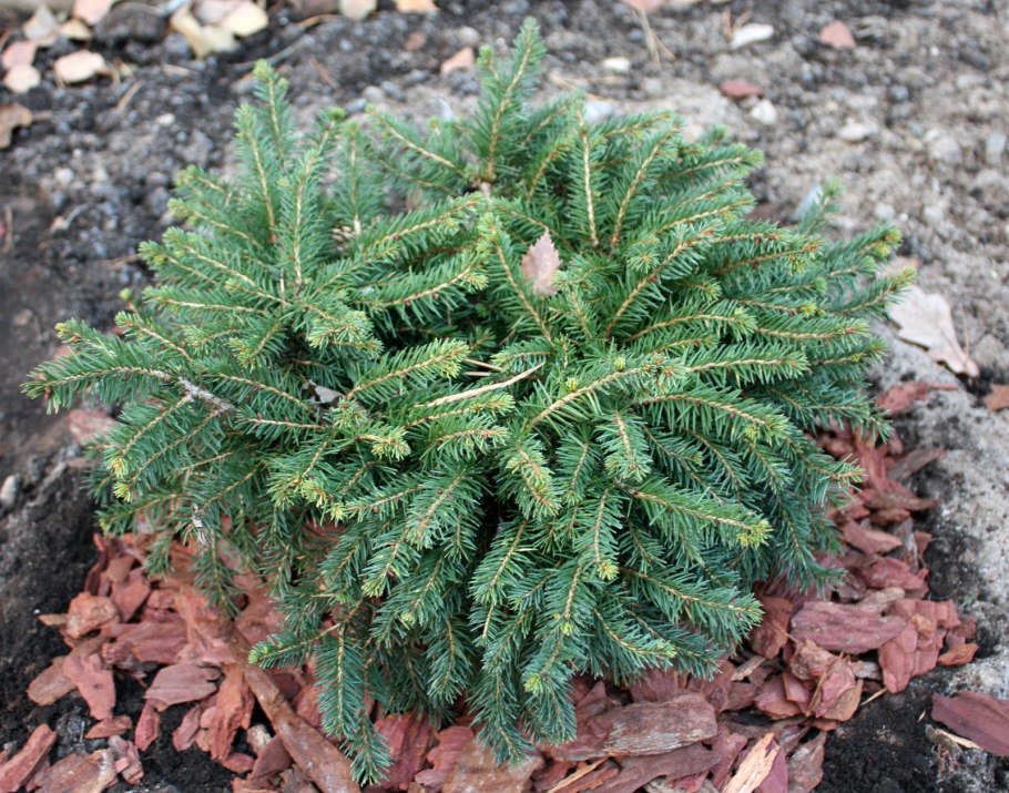 Ель обыкновенная Барри Picea Abies Barryi