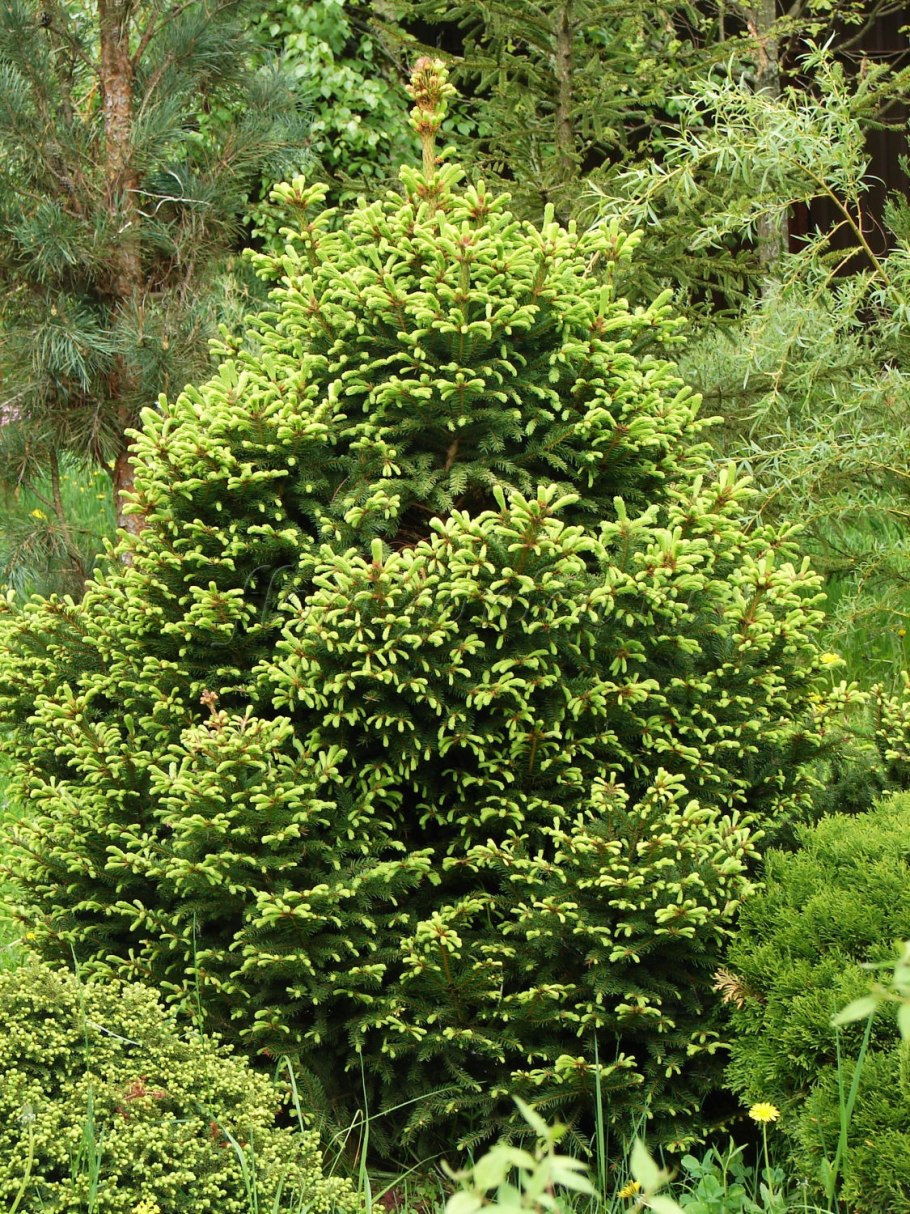 Ель европейская Picea Abies