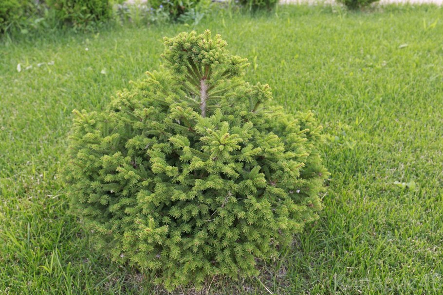 Ель обыкновенная "Ohlendorfii"