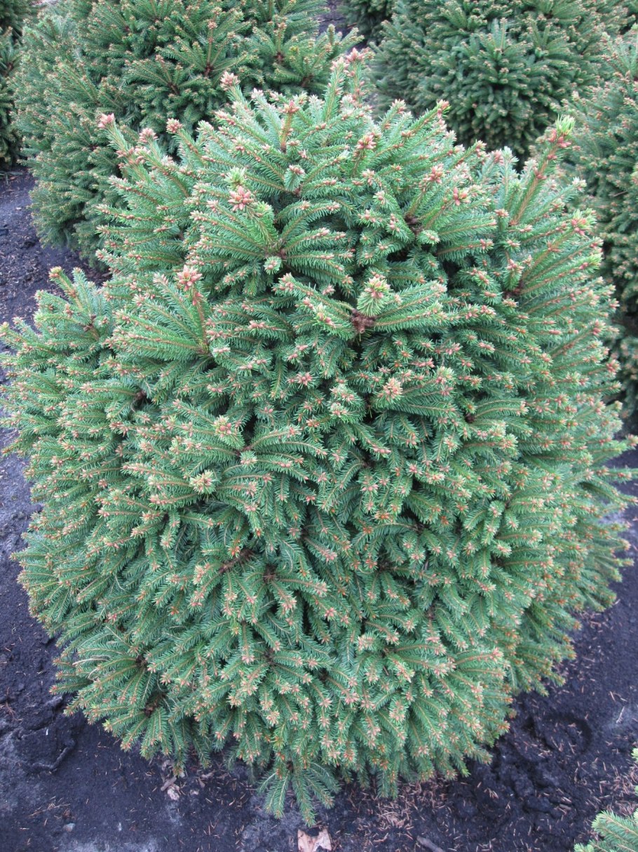 Ель обыкновенная Ohlendorffii