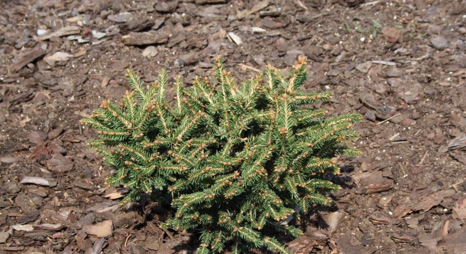 Ель обыкновенная Picea Abies Nidiformis