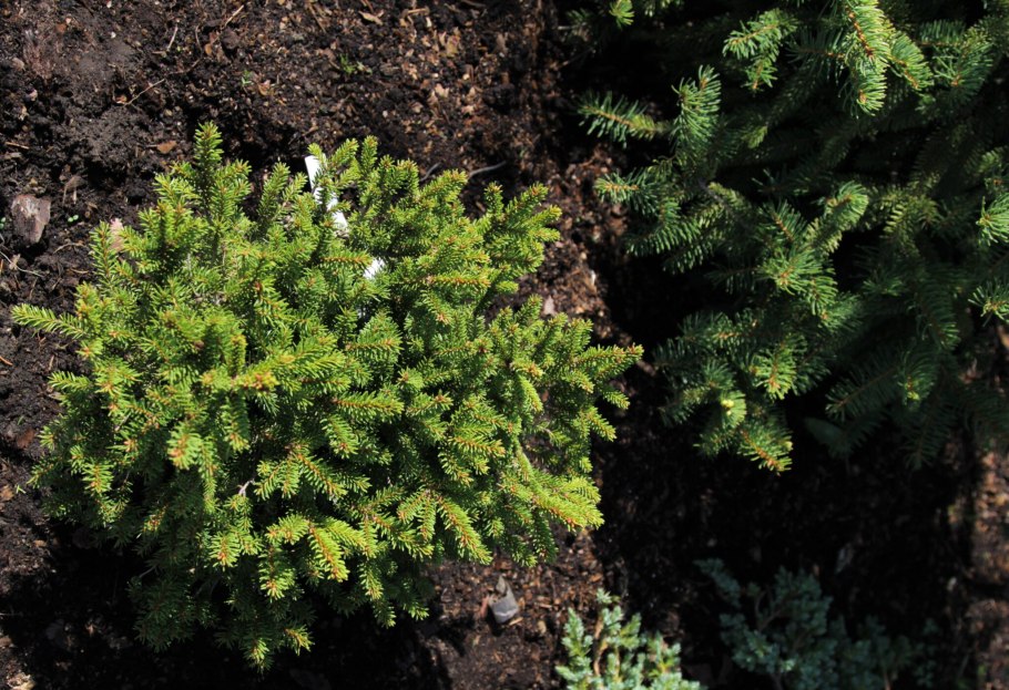 Ель Picea Abies Barryi