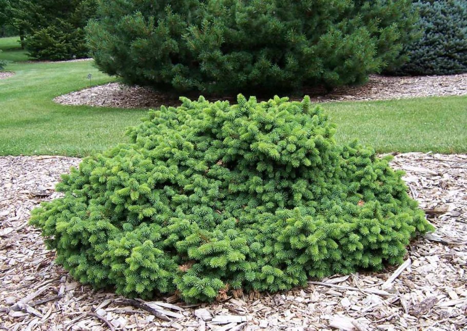 Ель обыкновенная pygmaea