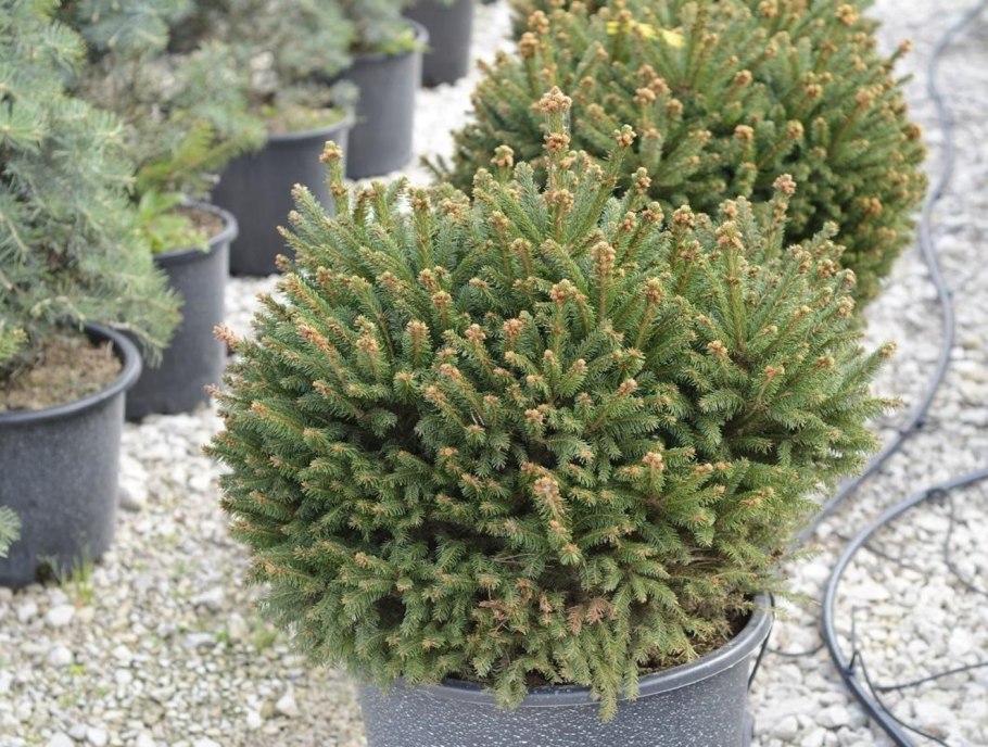 Ель обыкновенная Олендорфи