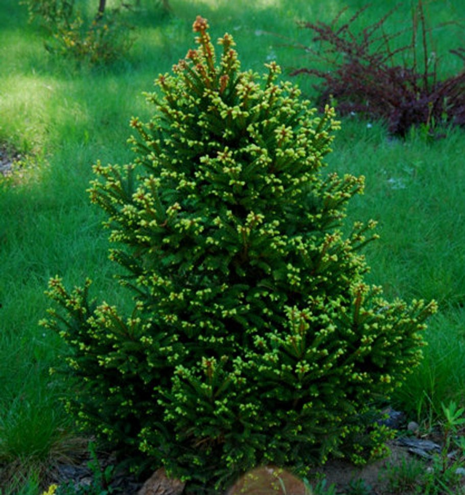 Picea Abies Barryi