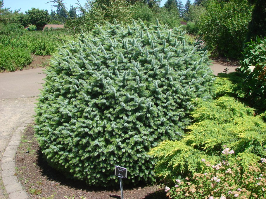 Ель обыкновенная Конка