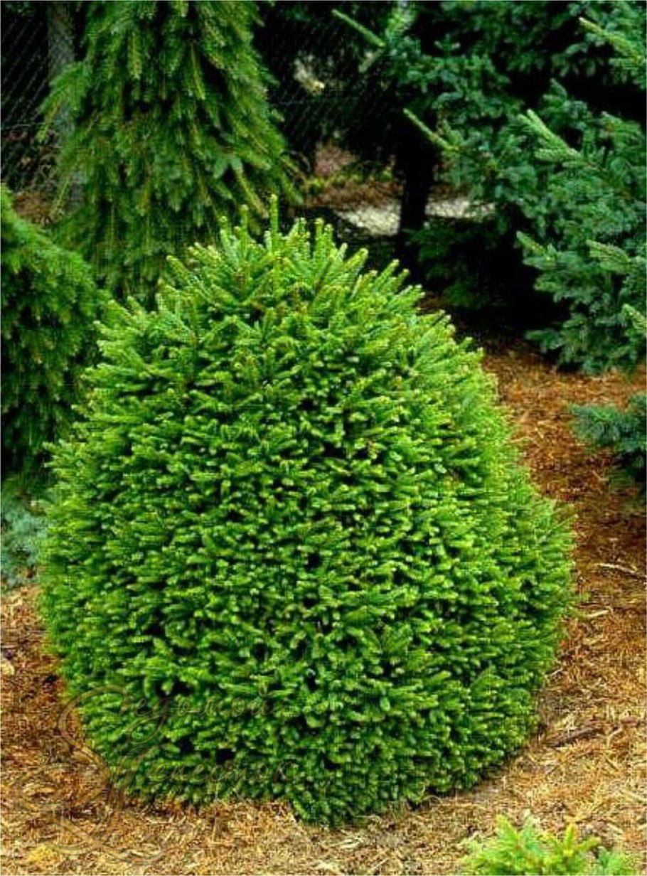 Ель обыкновенная Олендорфи (Ohlendorffii)