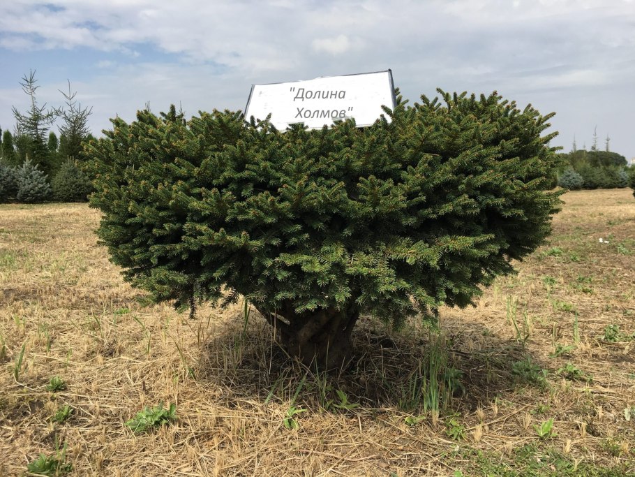 Ель обыкновенная Охлендорфии