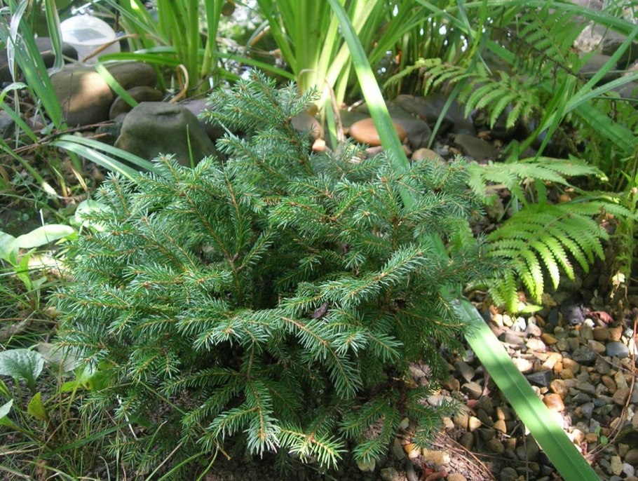 Ель обыкновенная Пумила Нигра