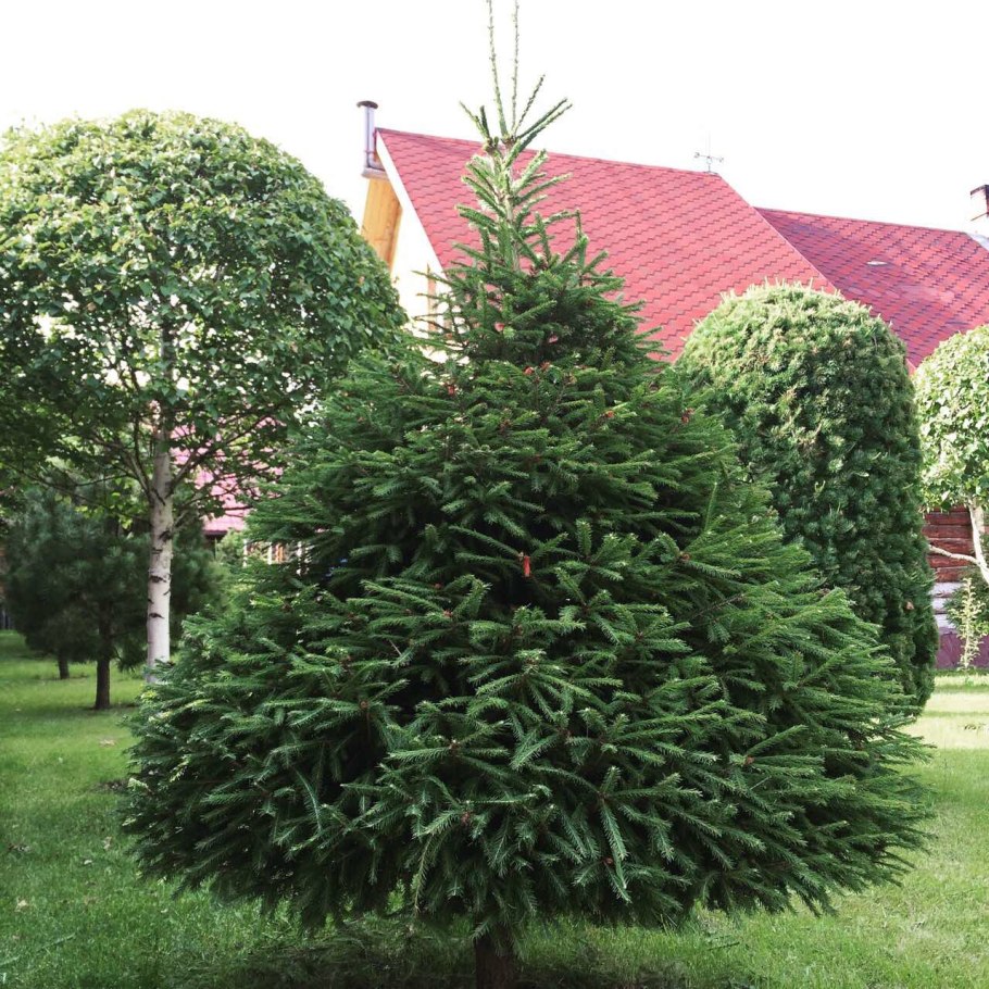 Ель обыкновенная Picea Abies Goblin