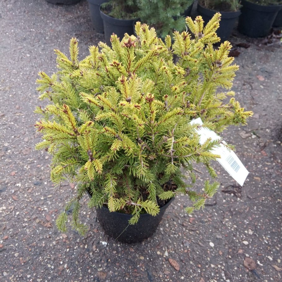 Ель Picea Abies compacta