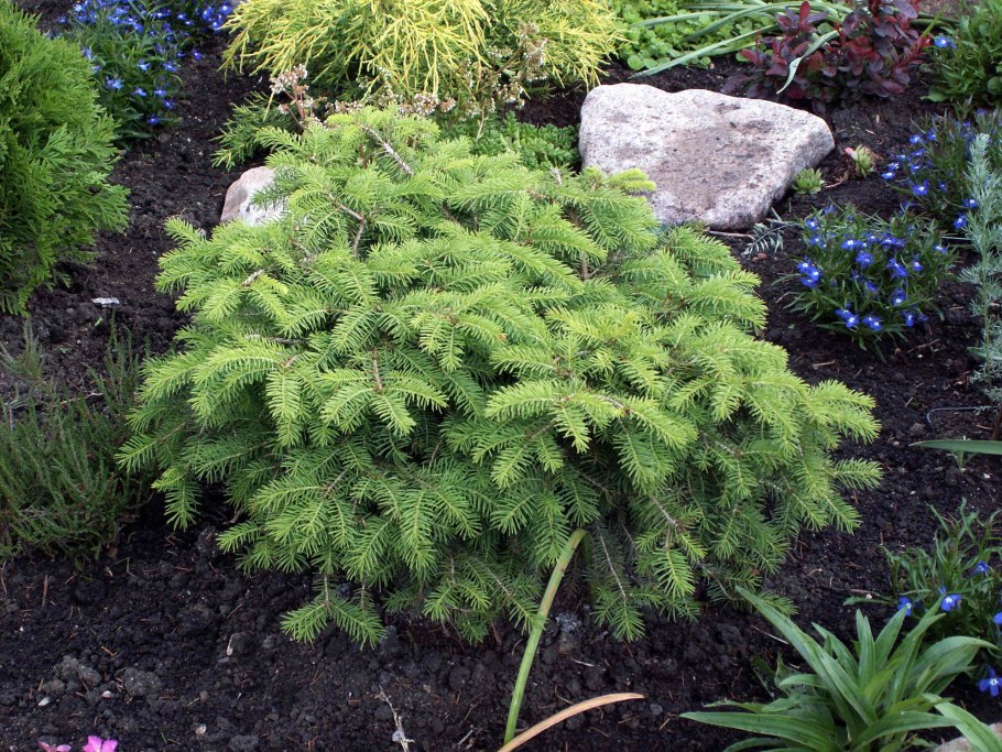 Псевдотсуга канадская ель