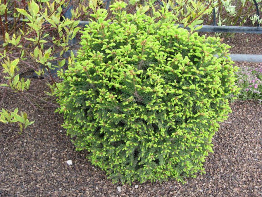 Ель обыкновенная Максвелли