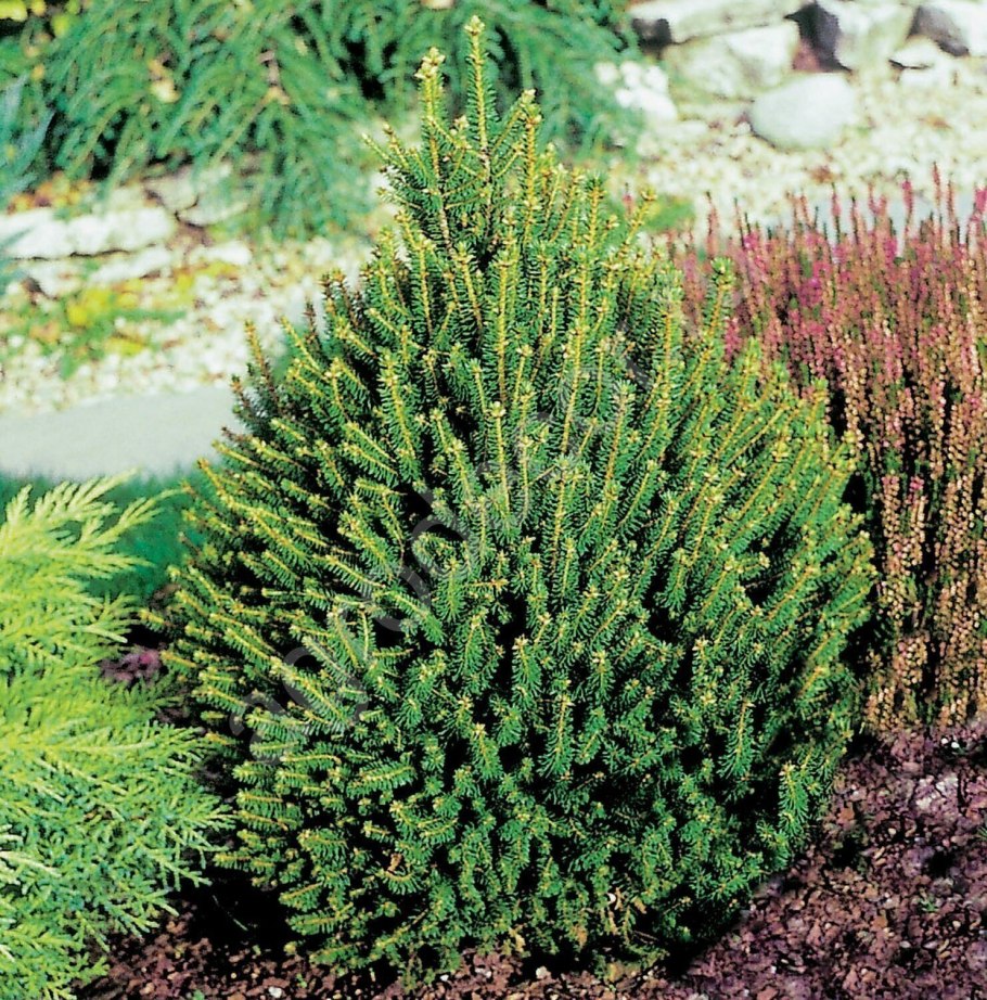 Ель обыкновенная Олендорфи