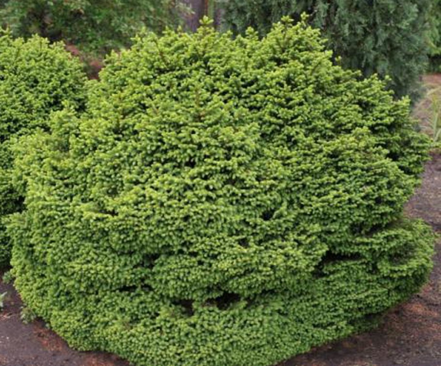 Picea pungens 'Mrs. Cesarini'