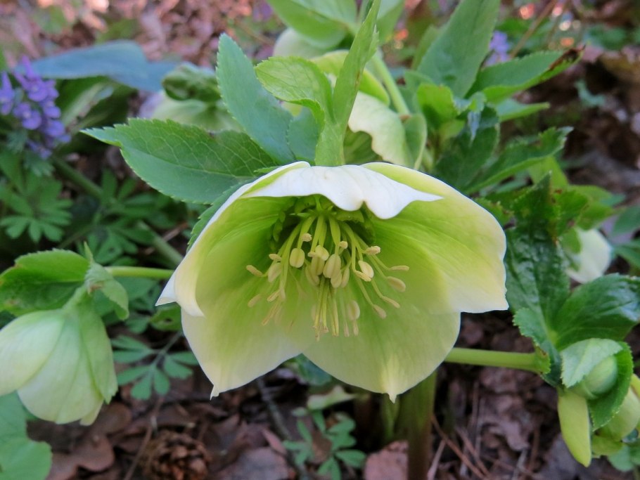 Морозник кавказский (Helleborus caucasicus)