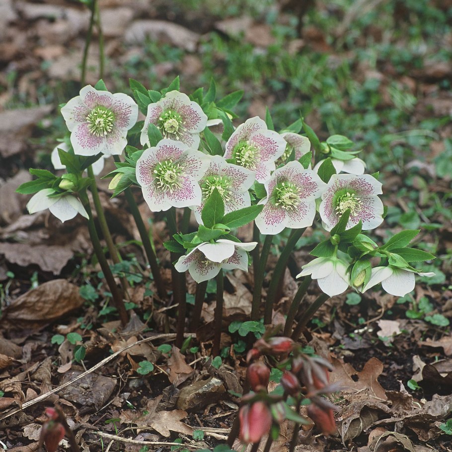 Helleborus ×nigercors 'Emma'