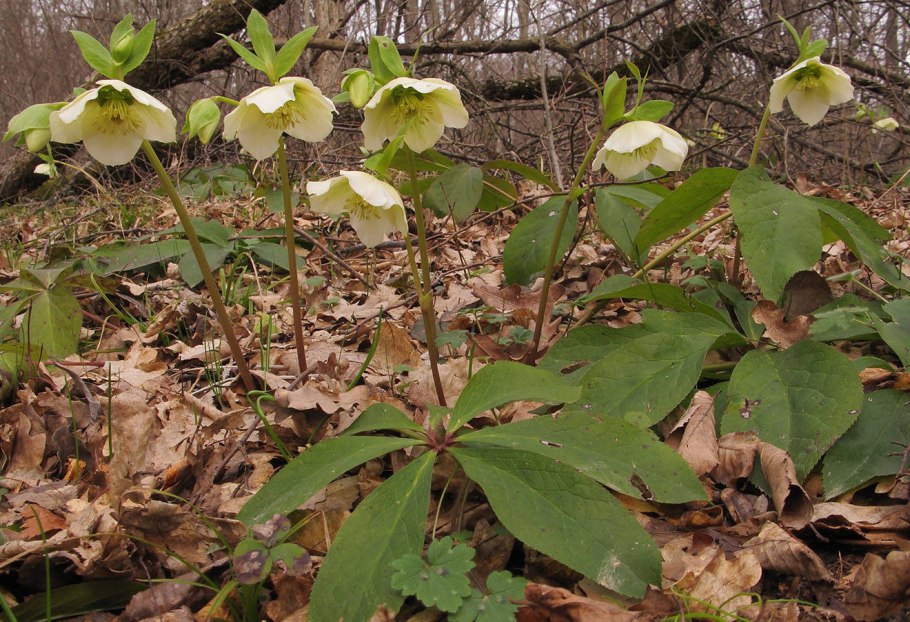 Морозник кавказский (Helleborus caucasicus)