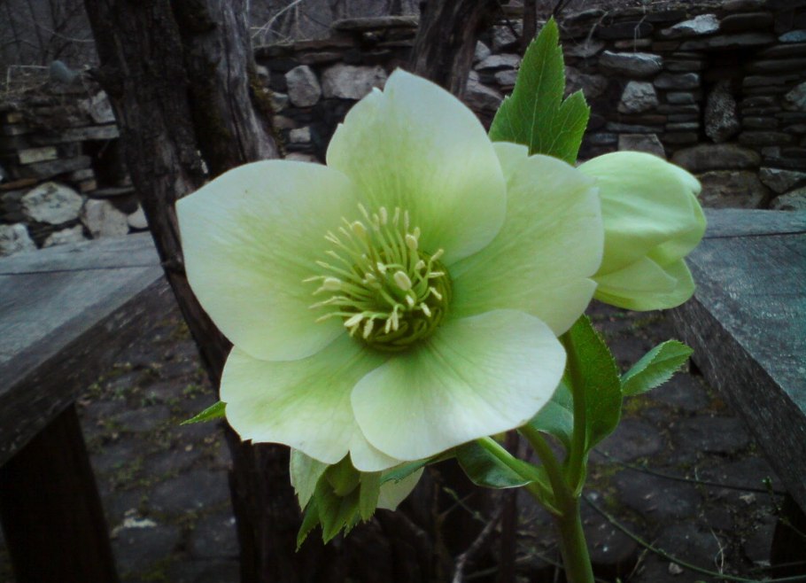Морозник кавказский (зимовник кавказский) – Helleborus caucasicus.