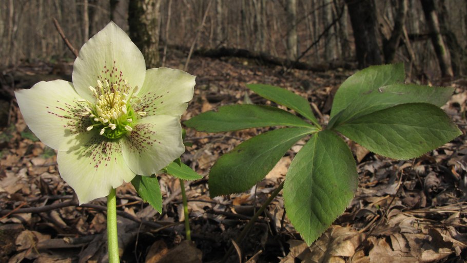 Морозник (Helleborus) кавказский