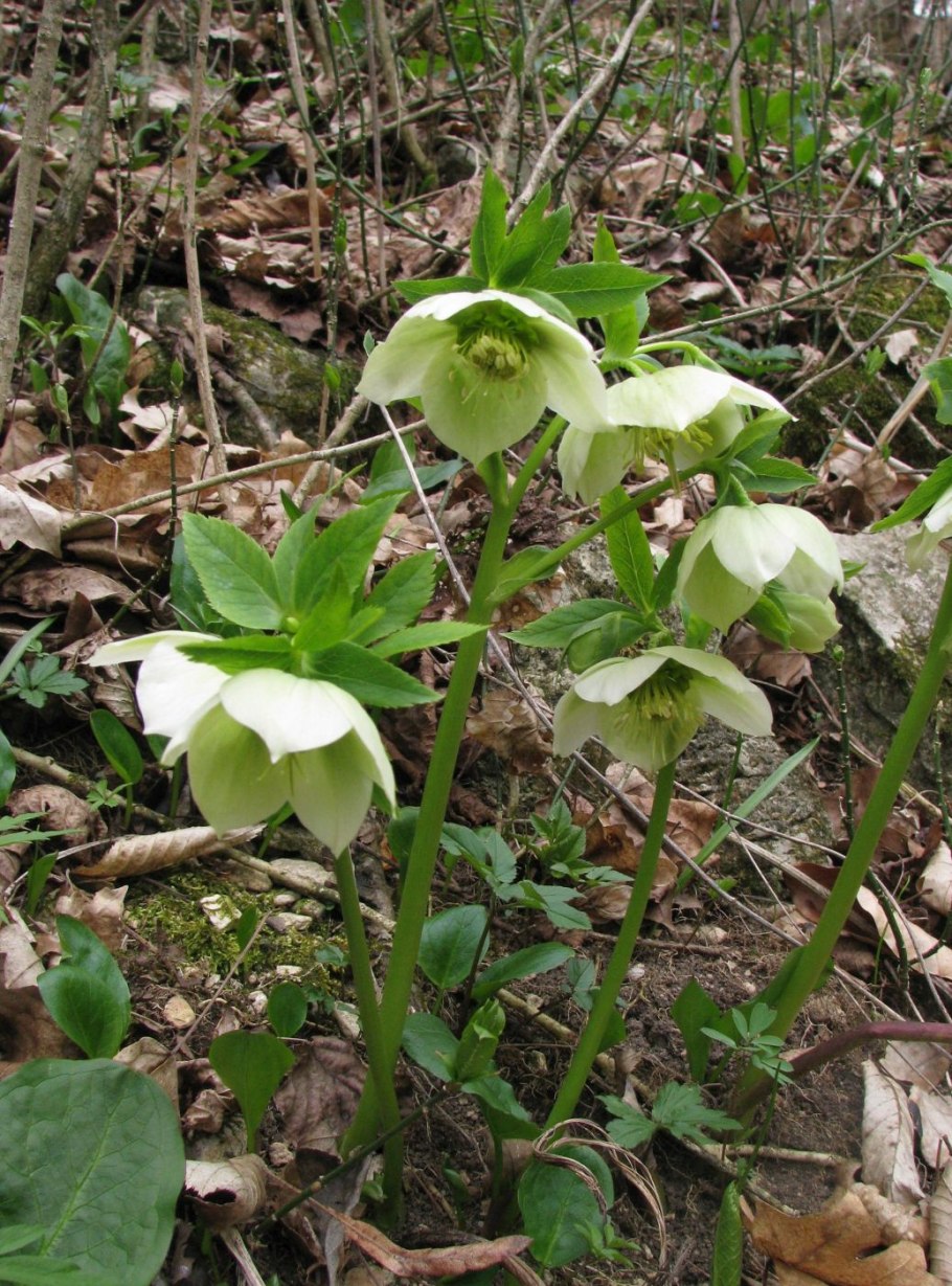Морозник (Helleborus) кавказский
