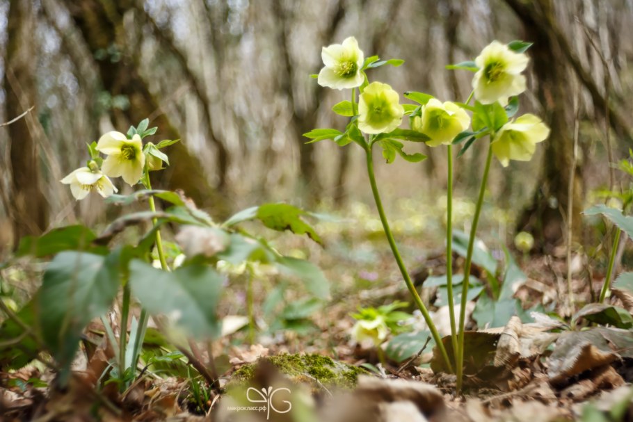 Морозник (Helleborus) кавказский