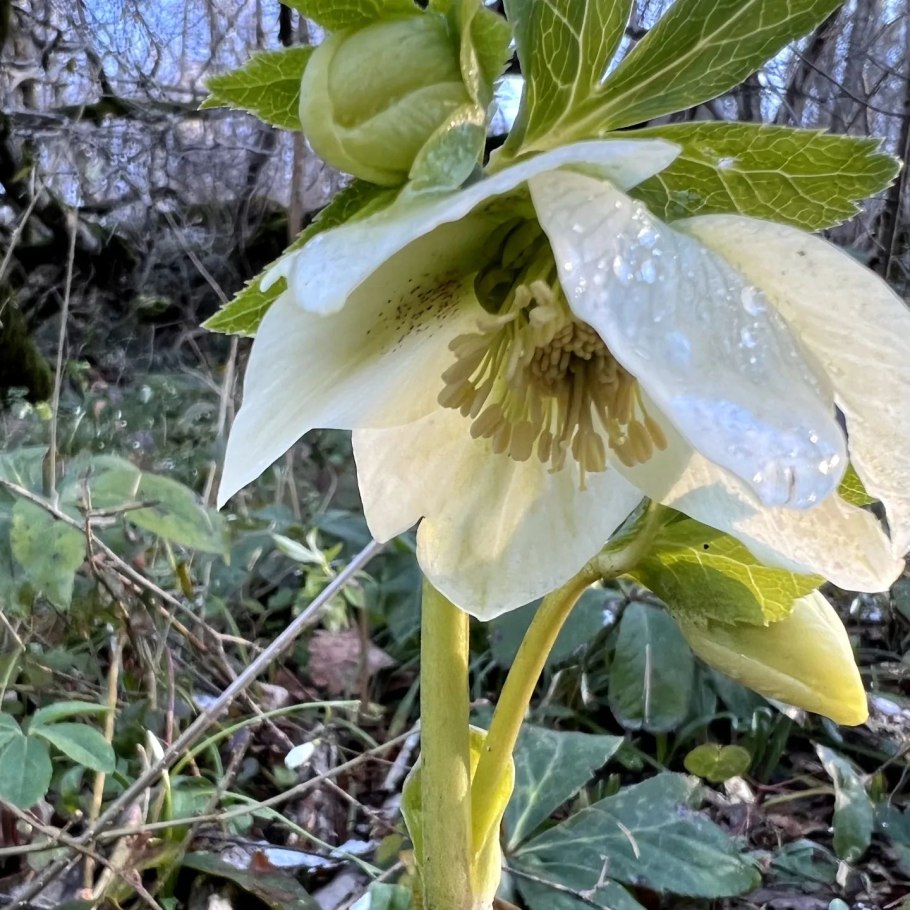 Морозник зимовник